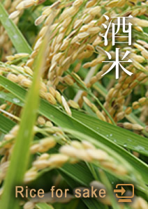 酒米